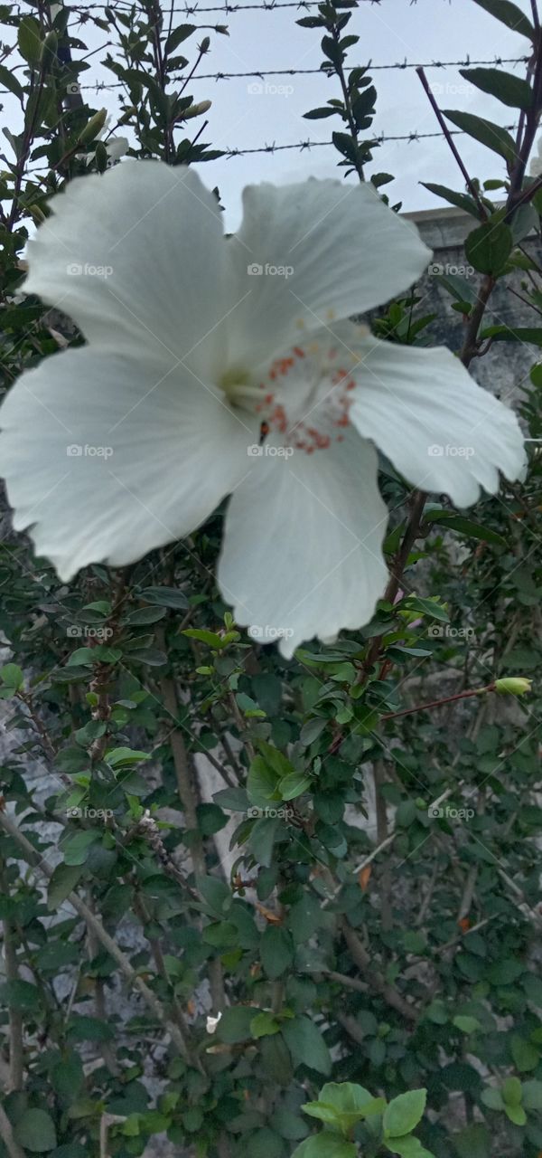 closer to white hibiscus 🌺❤️✨