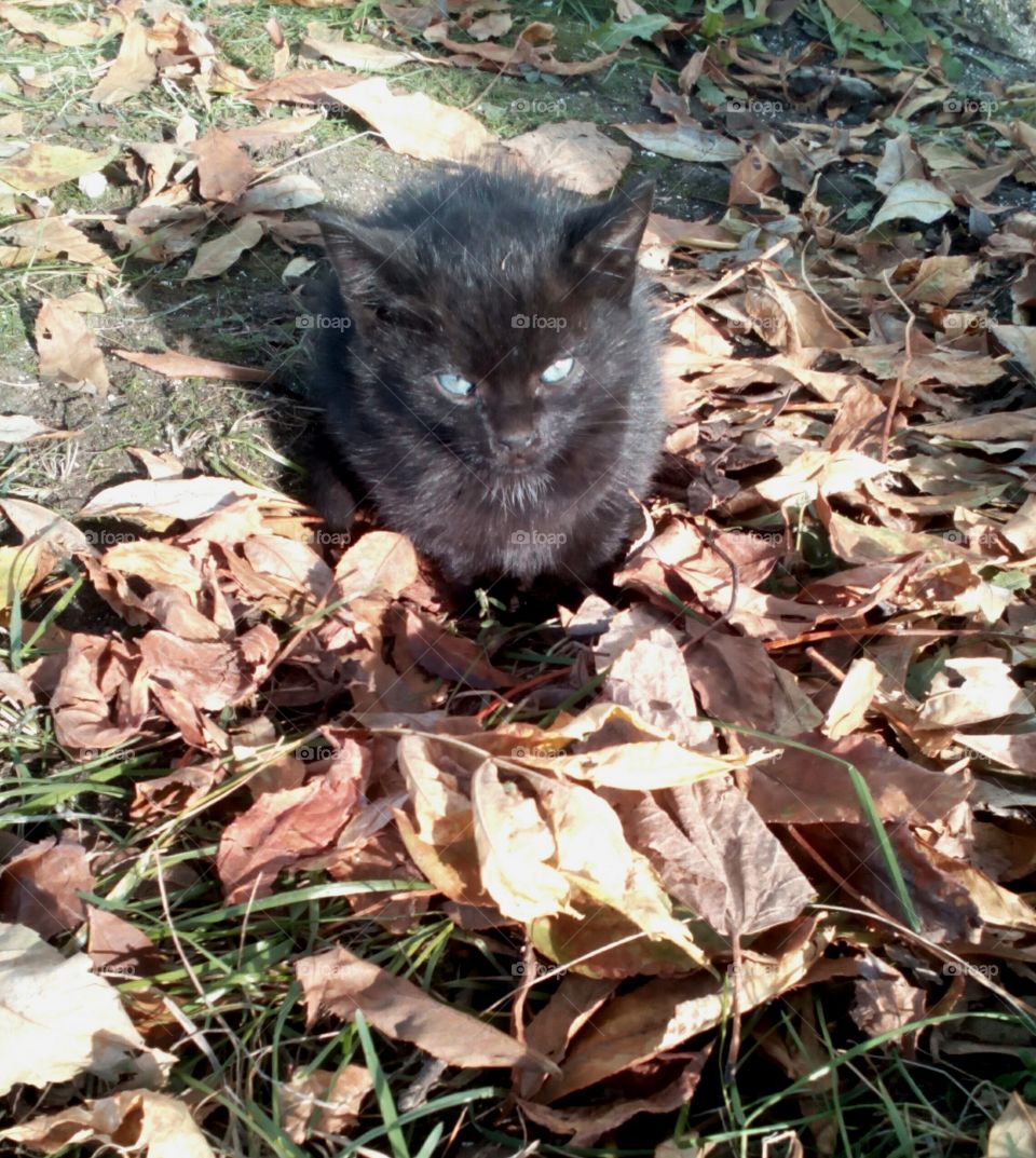 Cute, Mammal, Rodent, Nature, Animal