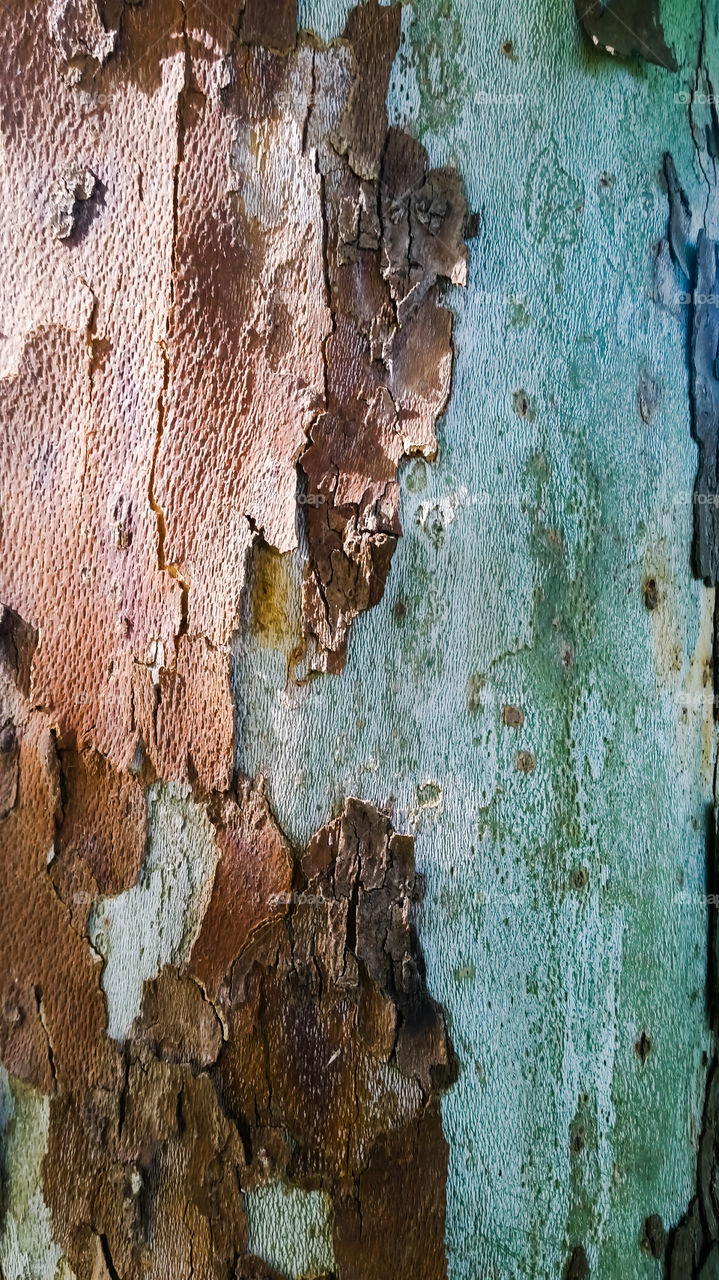 tree trunk bath with sun. mold on his side, bark cracked and peeling, exposed to the weather.