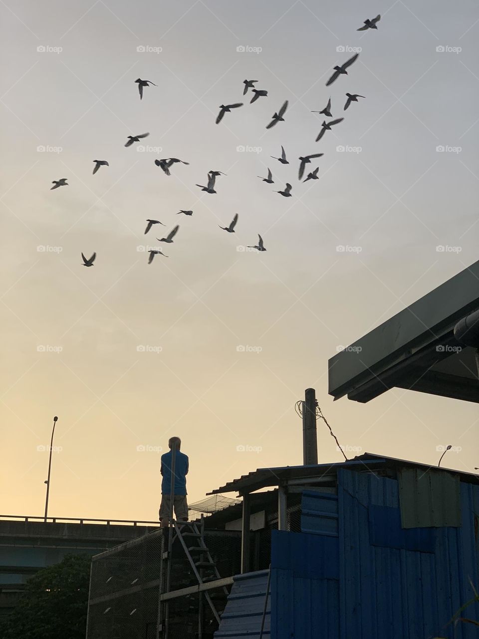 Birds in the dusk