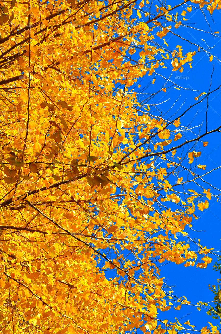 Yellow tree, blue sky