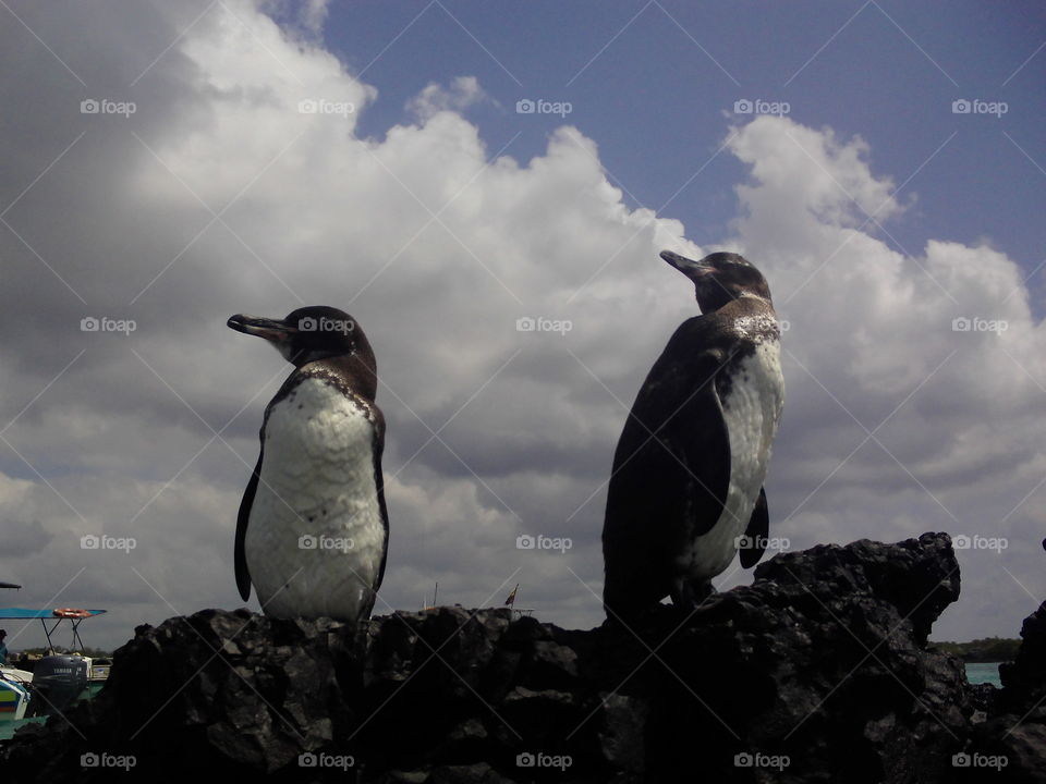 Galapagos penguins