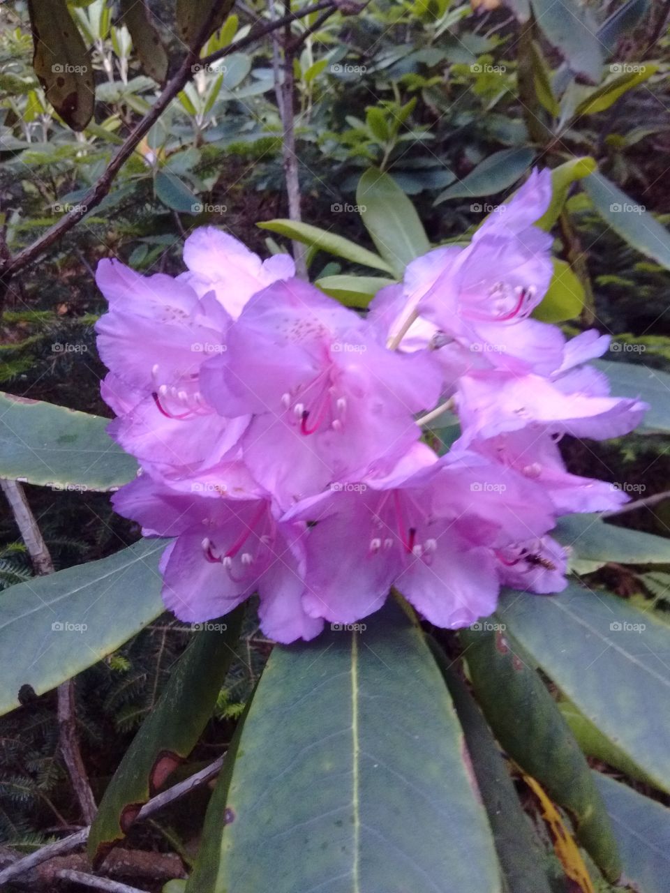 Catawba rhododendron flowering on Roan high knob 6200' ft