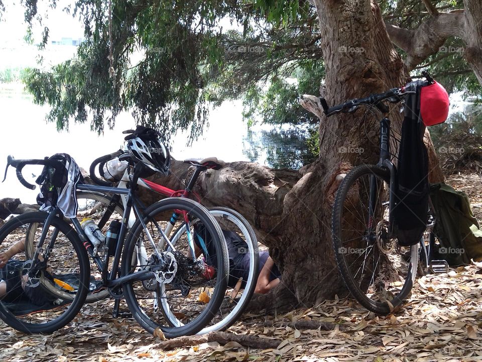 Bikes and tree