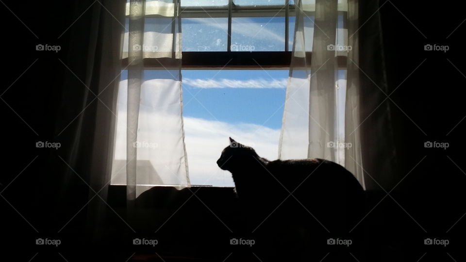 Kitty in the Window
