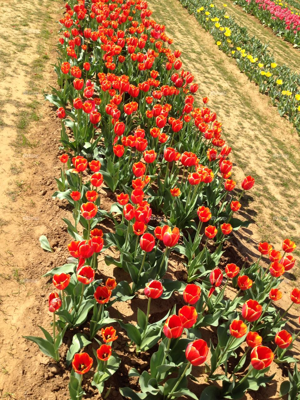 Tulips