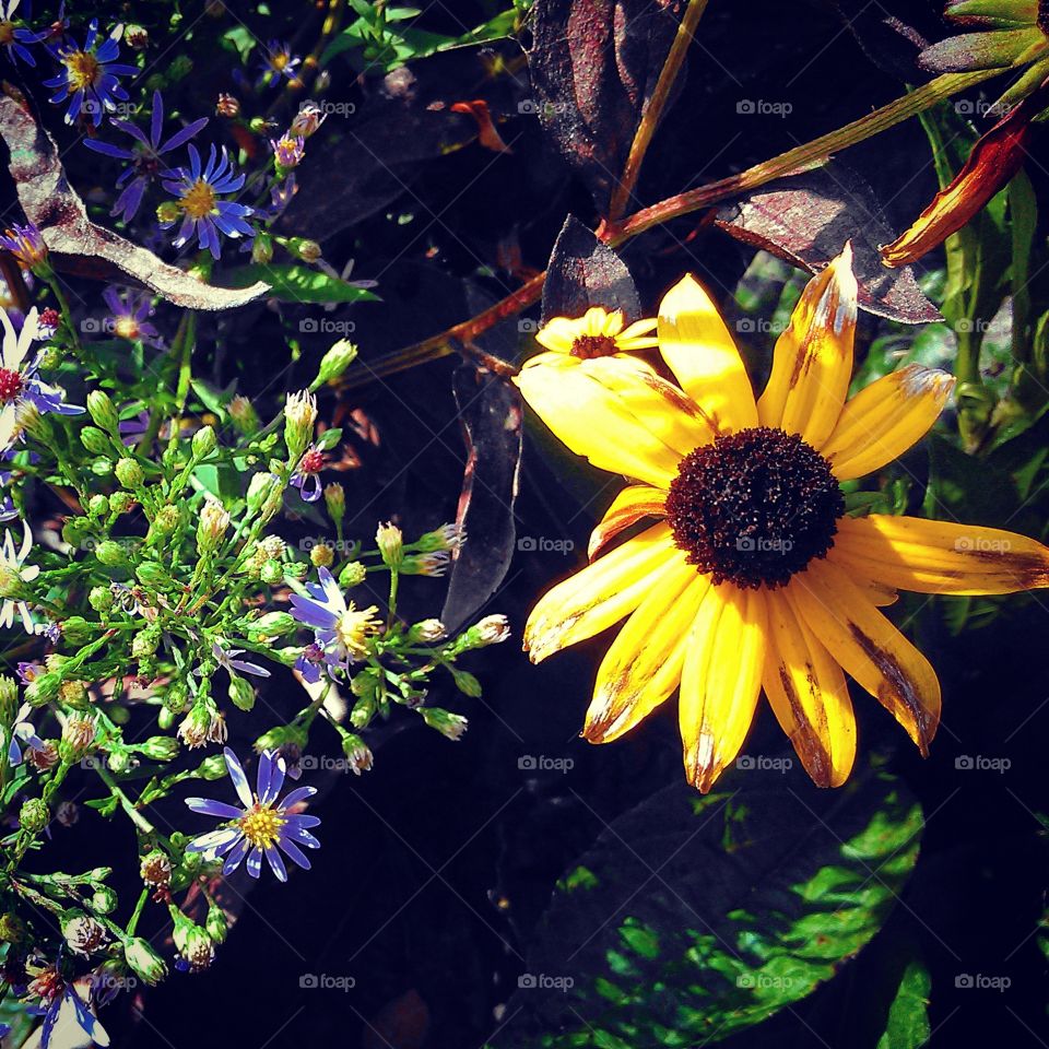 flowers. flowers in the hospital garden