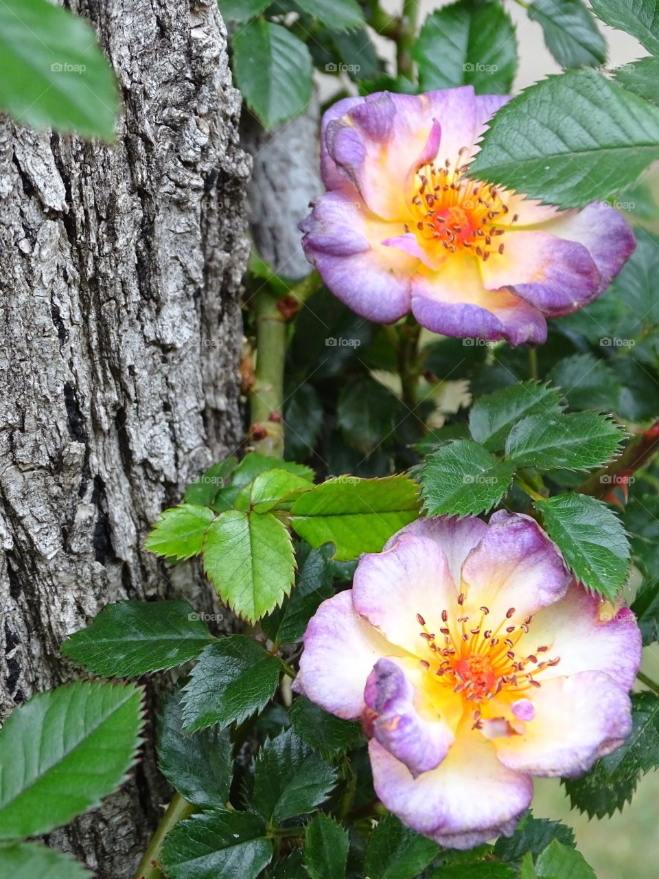 The beauty of the flowers