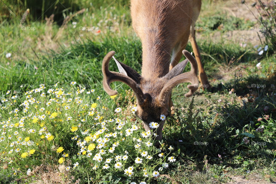 Deer grazing in green field with flowers 