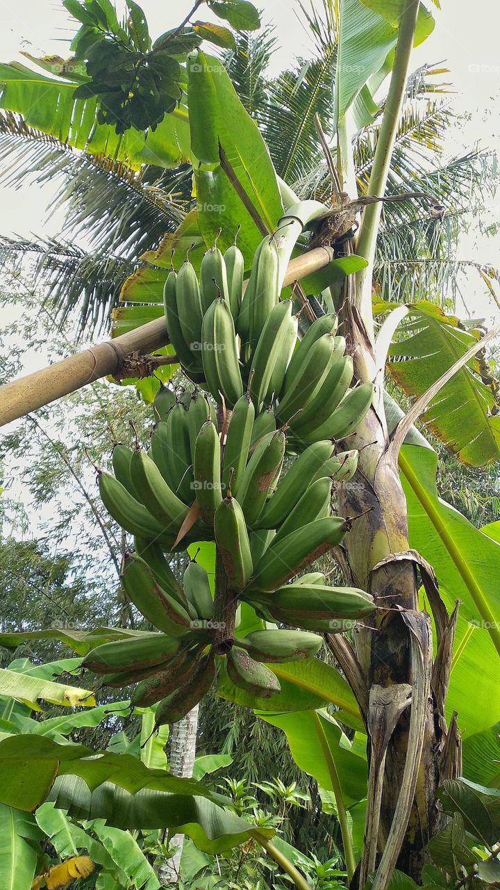 Banana tree that thrives and bears fruit that is ready to be harvested