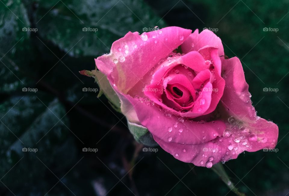 Rozy rose