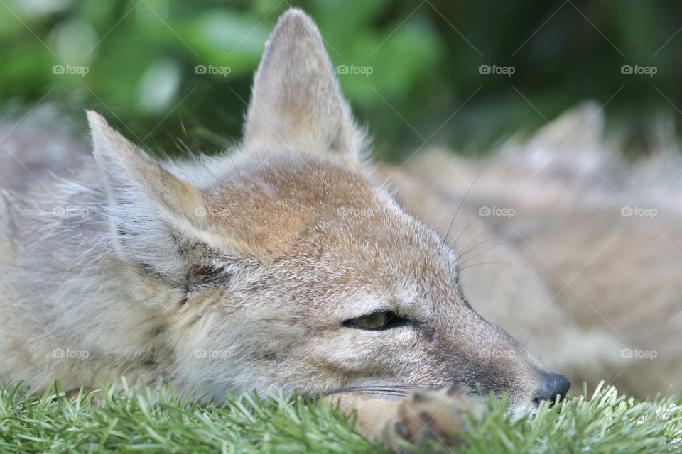 Fox 