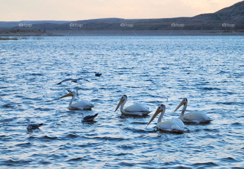 Four Pelicans on the Lake