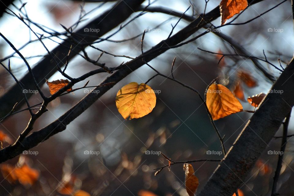 Tree branches during autumn