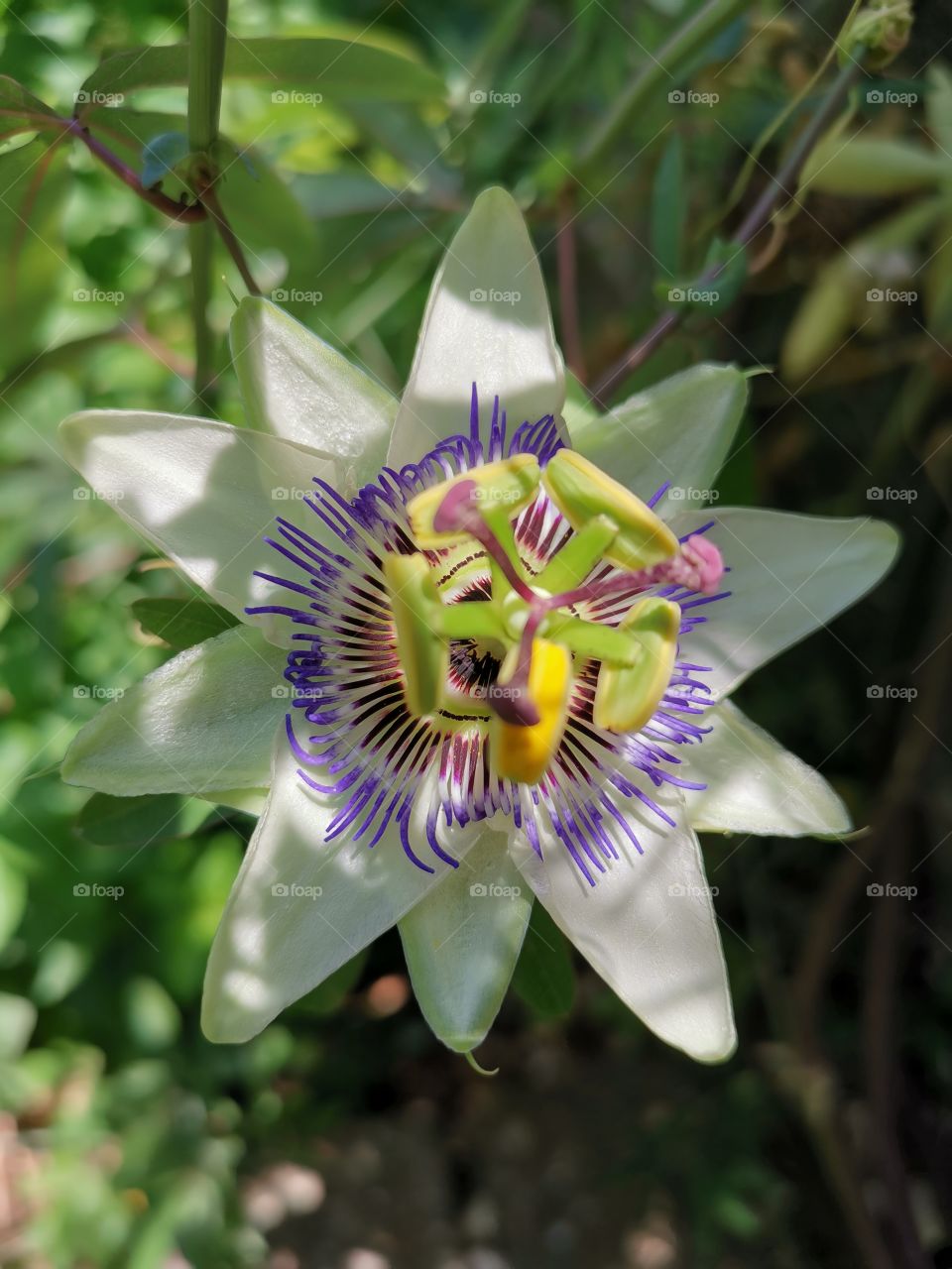 Nature, Flower, Flora, Garden, Leaf