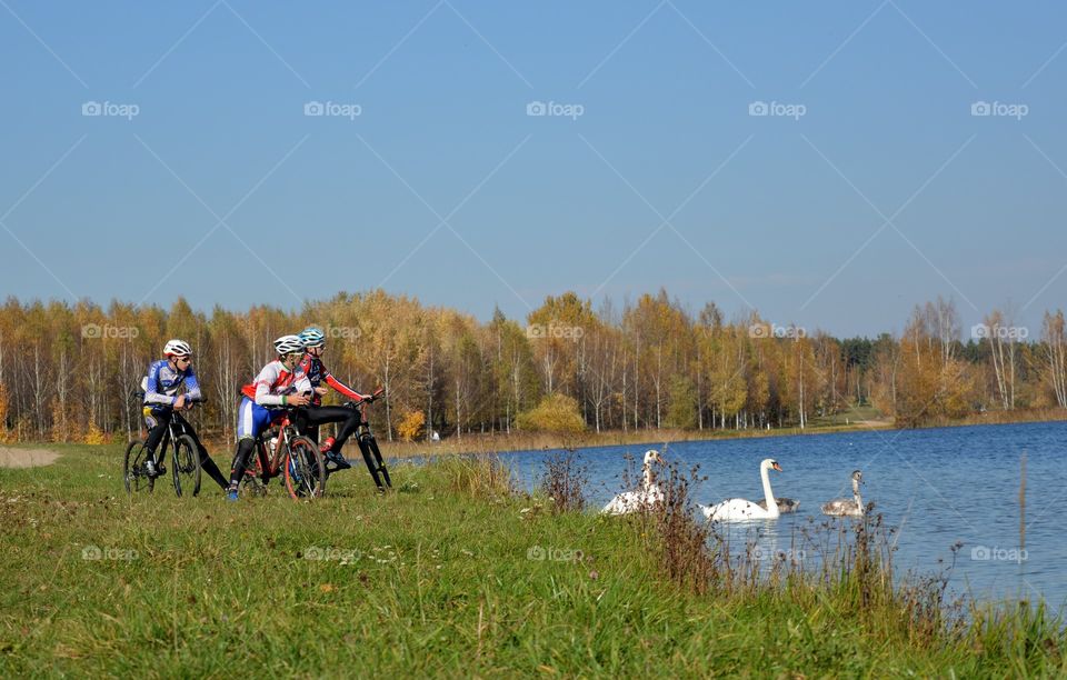 people riding bikes and birds swans family in water lake autumn beautiful landscape