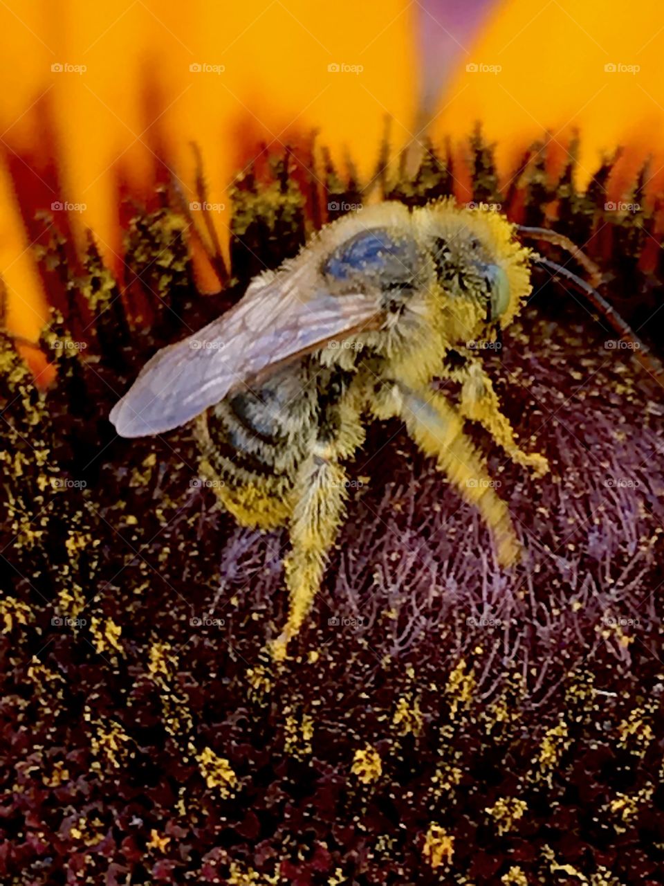 Closeup of a bee covered in pollen 