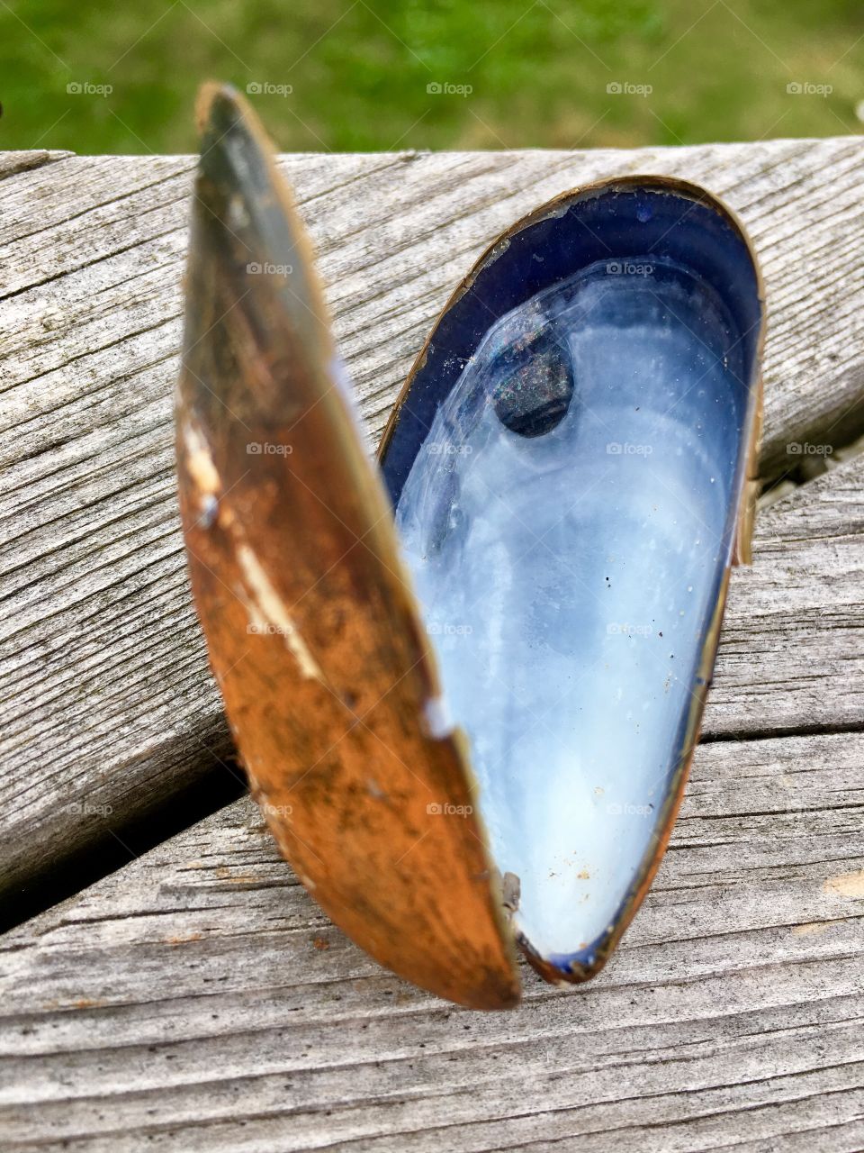 Close-up of a an open seashell on wood