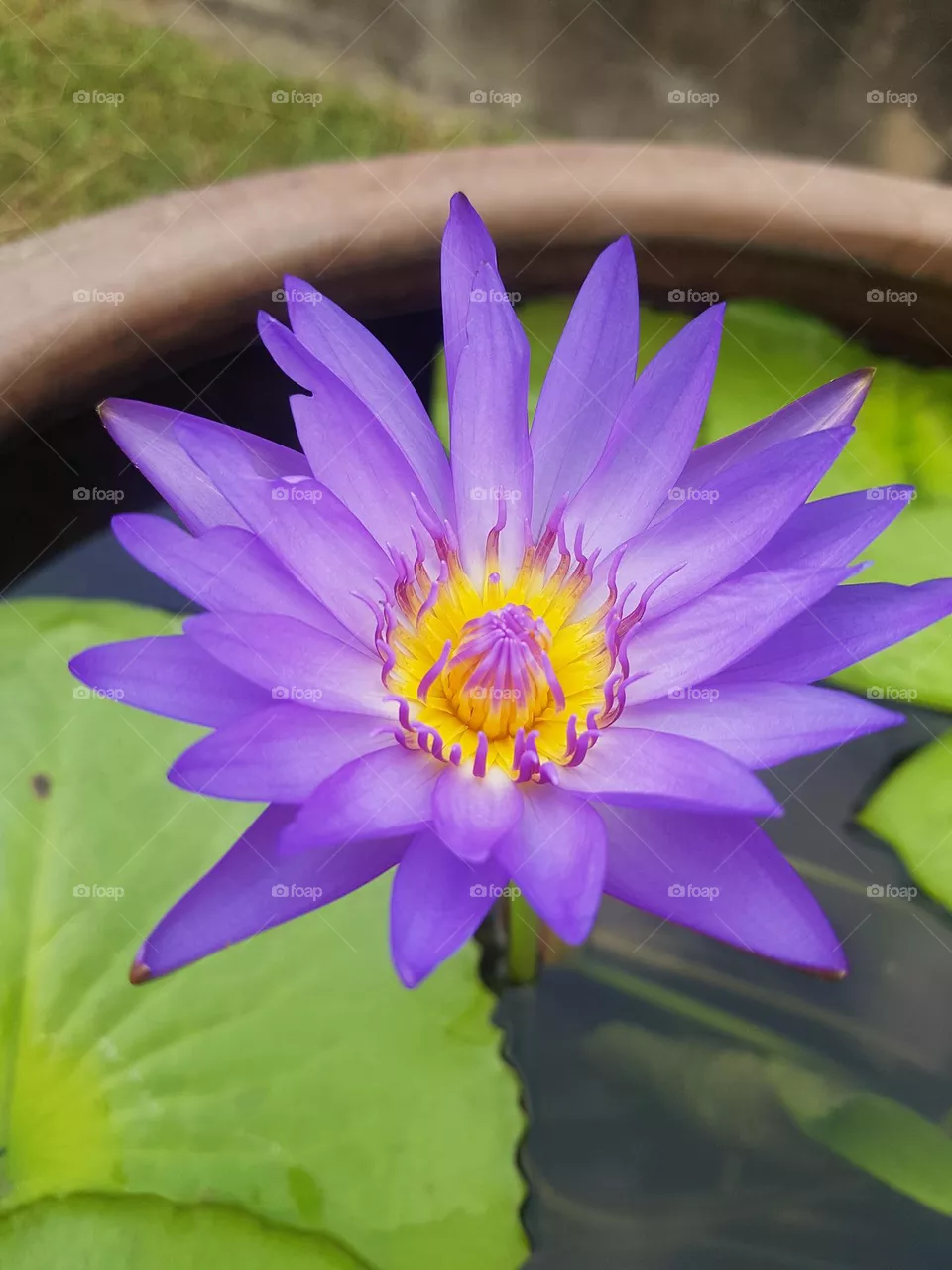 Lotus flower in the garden