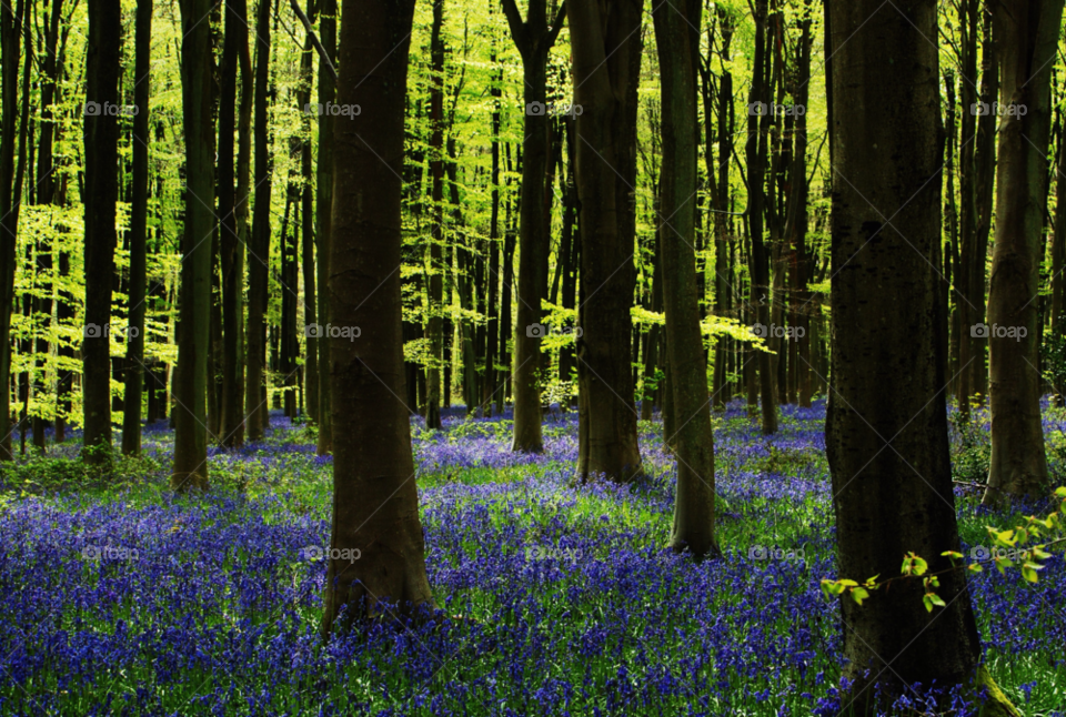 woods may blue bells bright green new leaves by rupertghayward