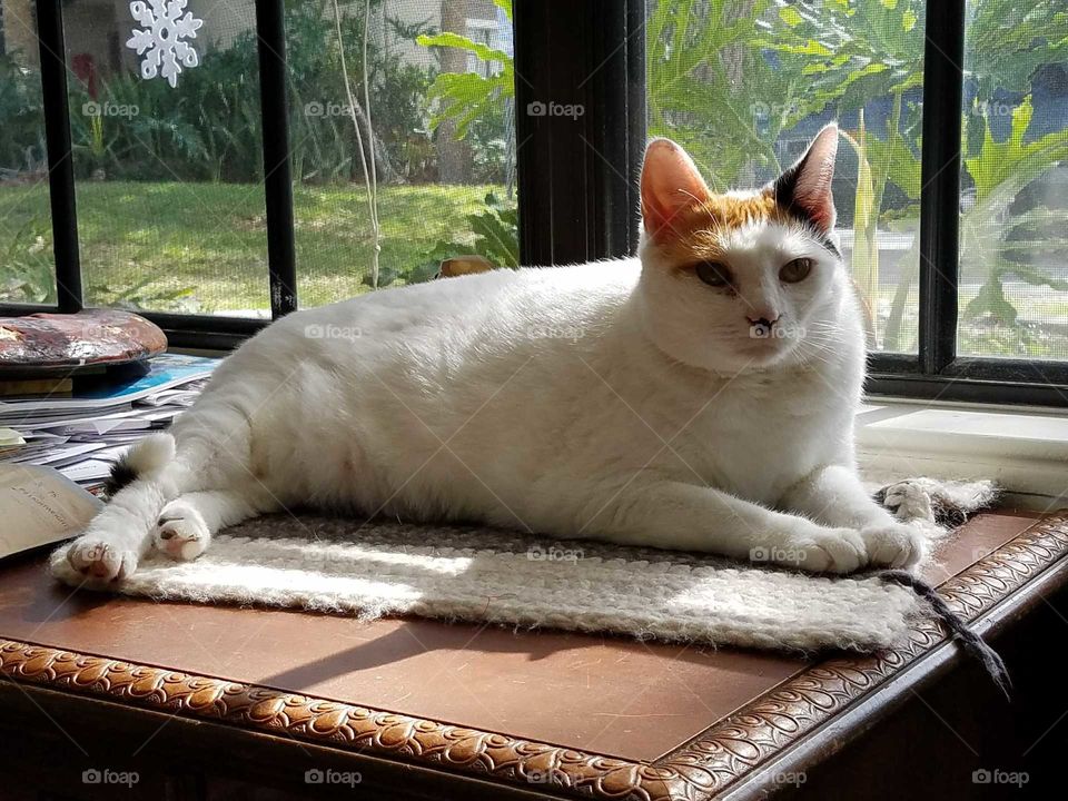 Marilyn in the window