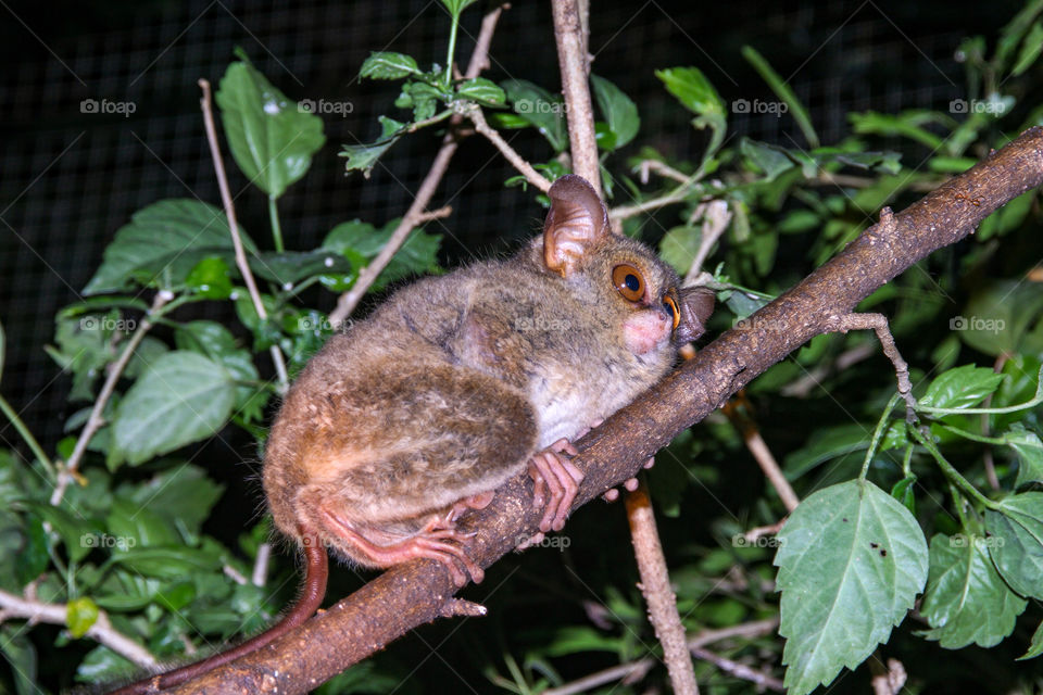 tarsius