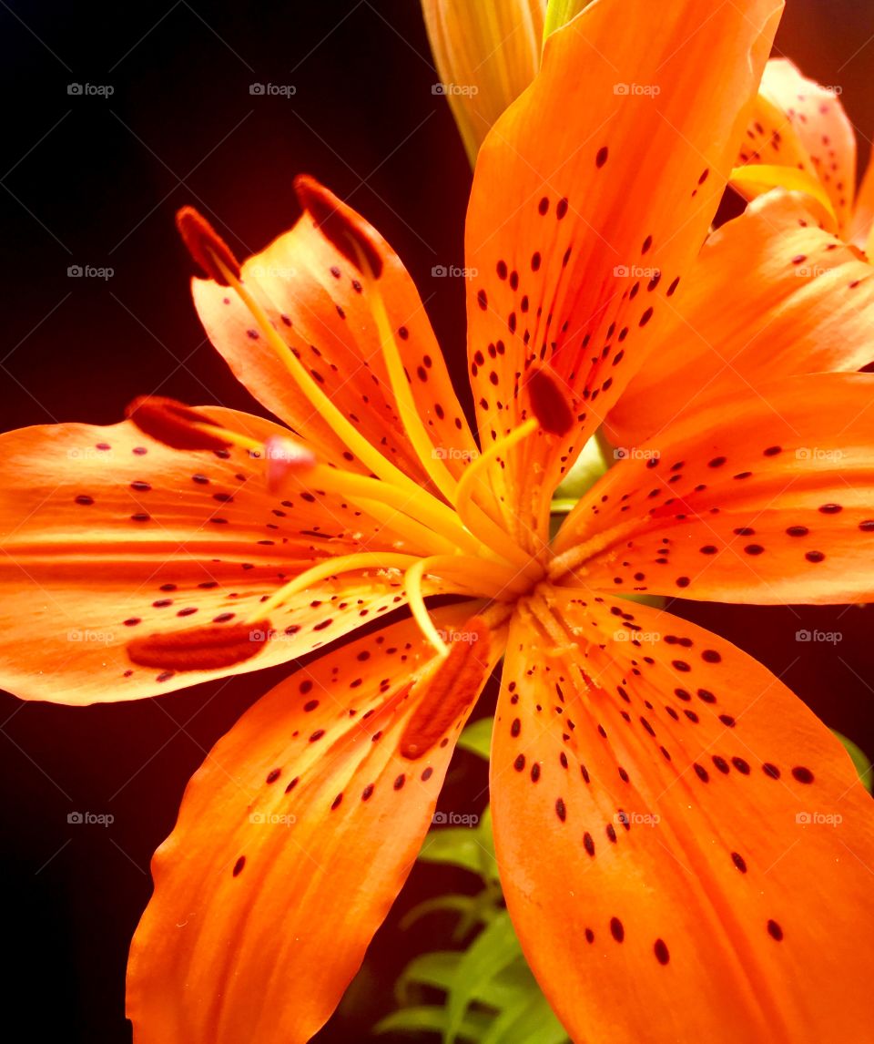 Lily flower 