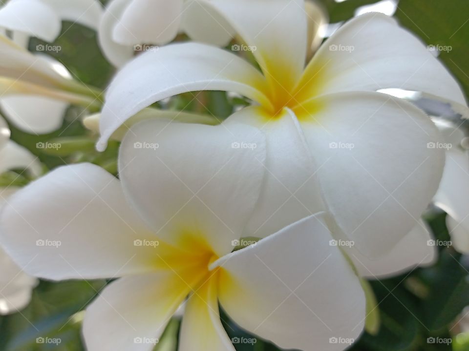 Beautiful Plumeria Flowers