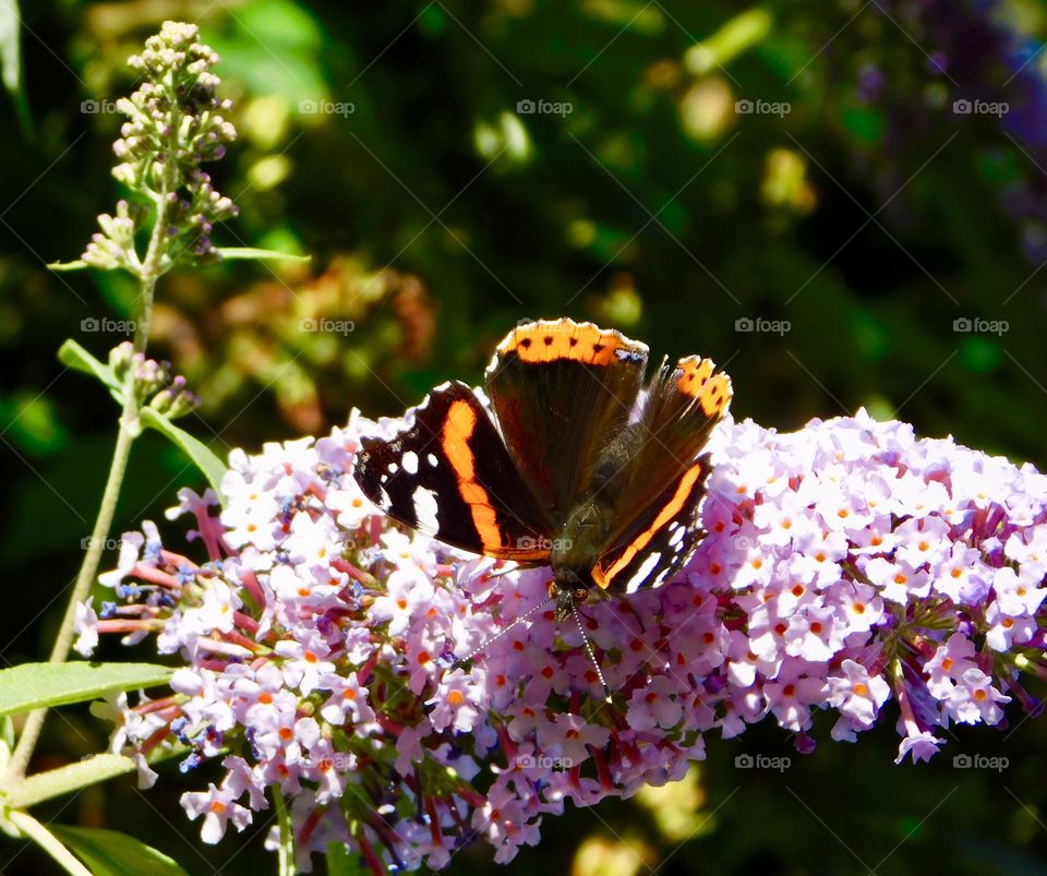 Red Admiral in mid september