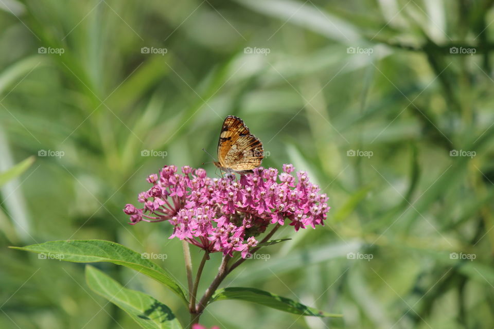 pearl crescent butterfly enjoying the milkweed wildflowers