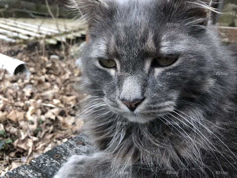 Cute gray kitty doing kitty things