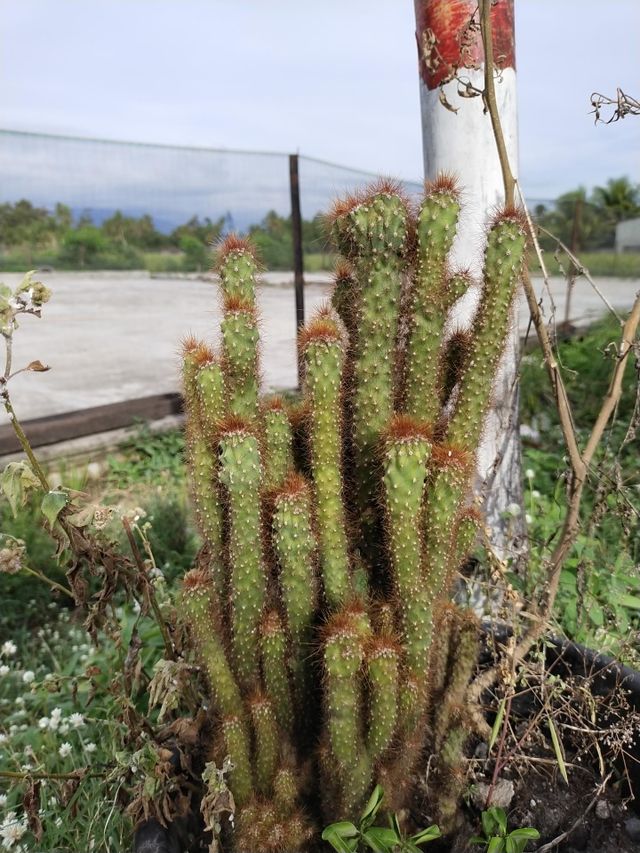 My flower. Padang Indonesia, West Sumatra, 11/07/2022