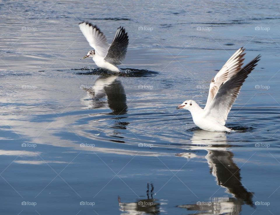 seagulls