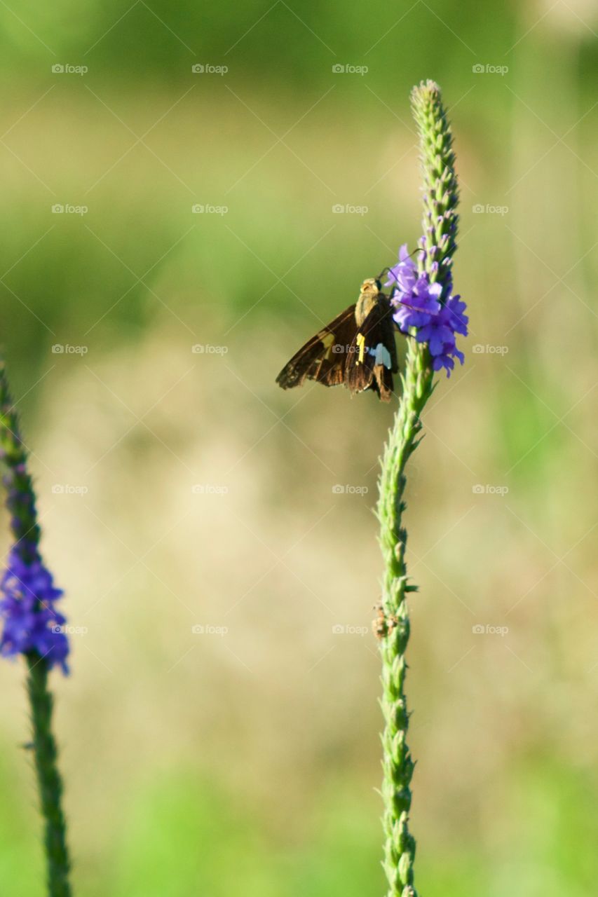 A Silver-Spotted Skipper butterfly on a Hoary Vervain plant in a meadow