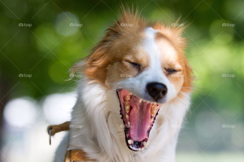 Close-up of a dog yawning