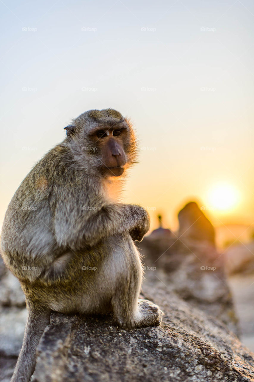 Monkey with sun set.