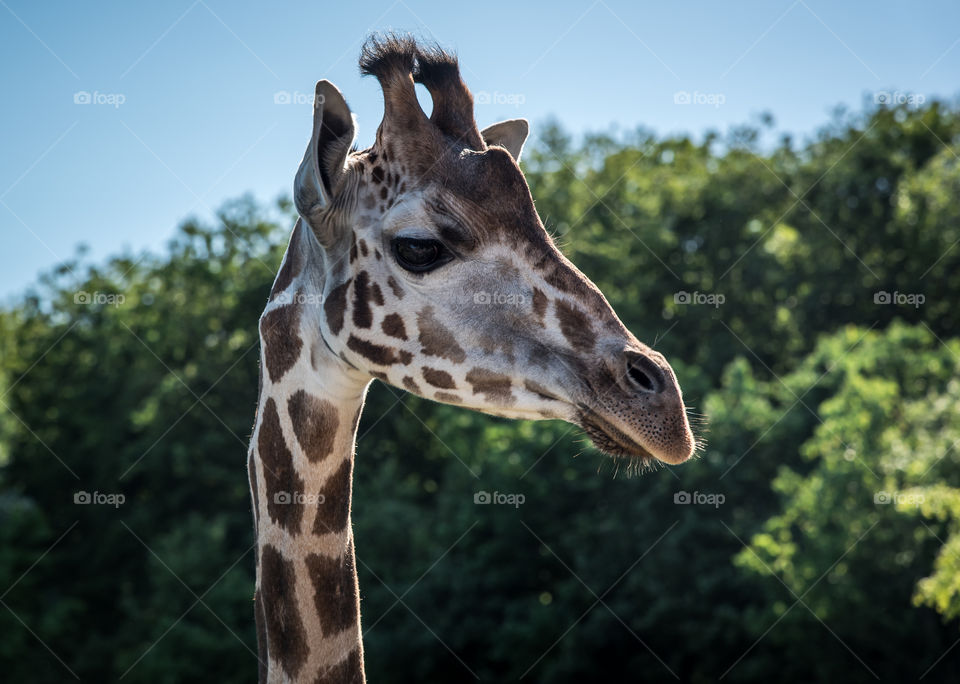 Close up of a giraffe at the Aalborg zoo.