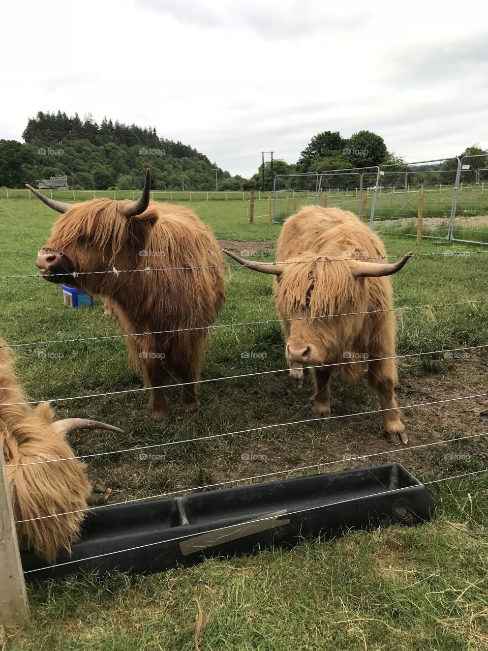 Hairy cows