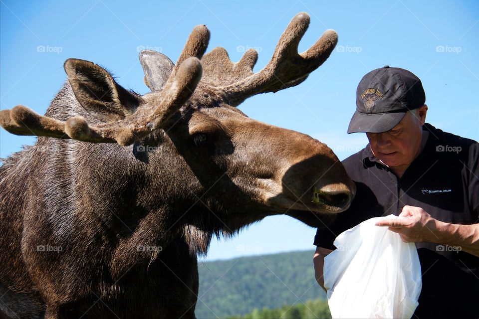 Man feeding moose