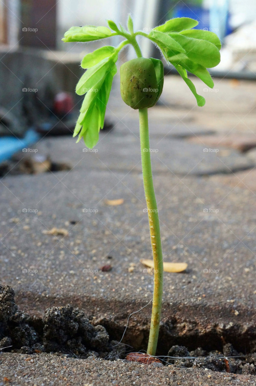 green ground nature closeup by sonchai