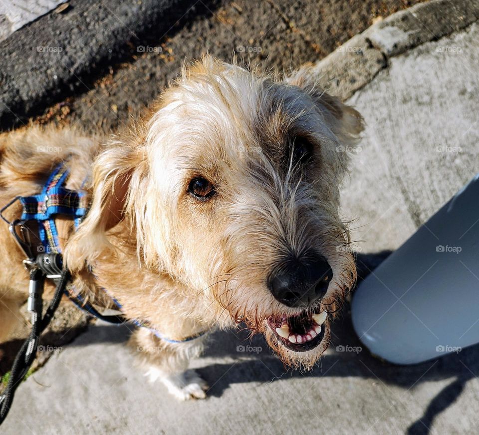 Goldendoodle - Indaiatuba City