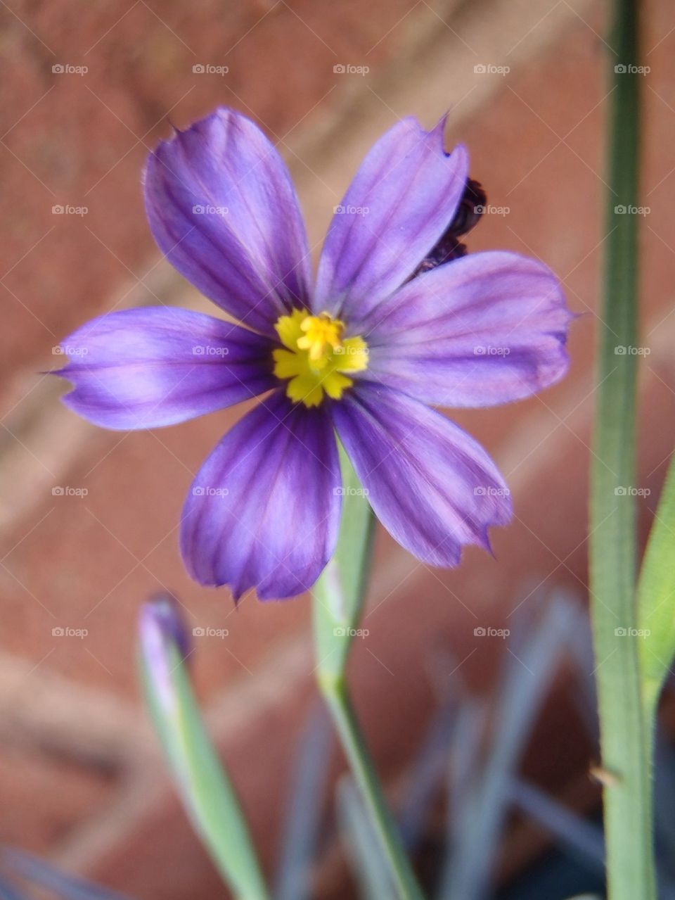 Potted blue-eyed grass