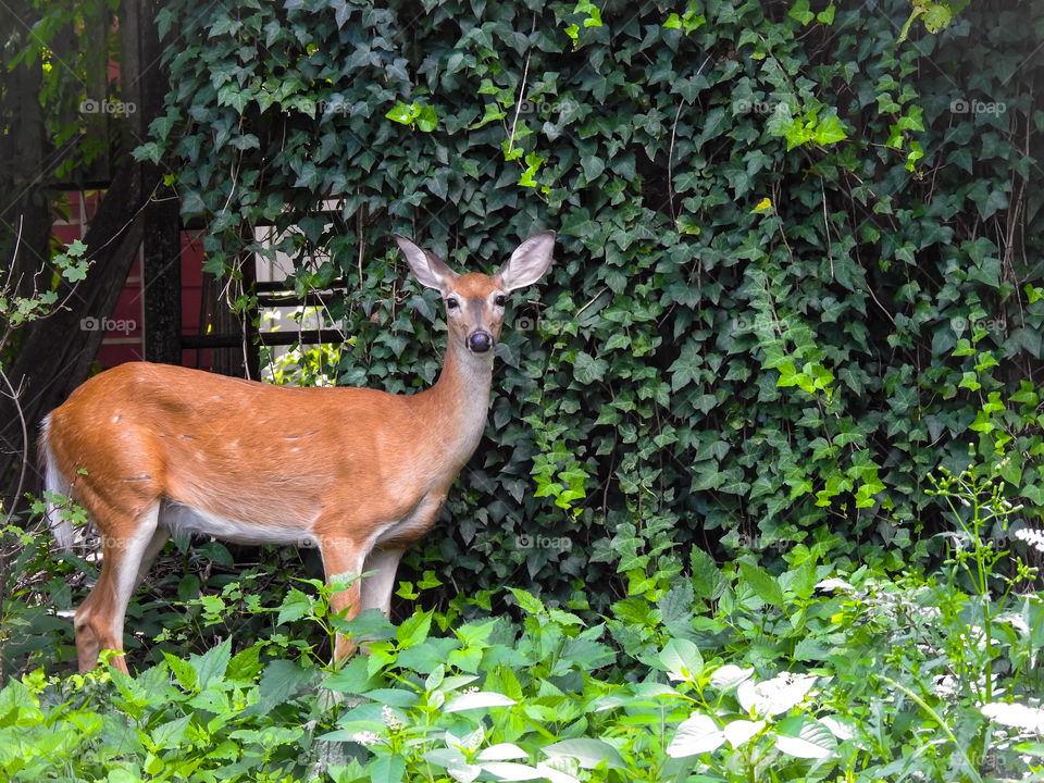 Deer In Nature's Green Forest