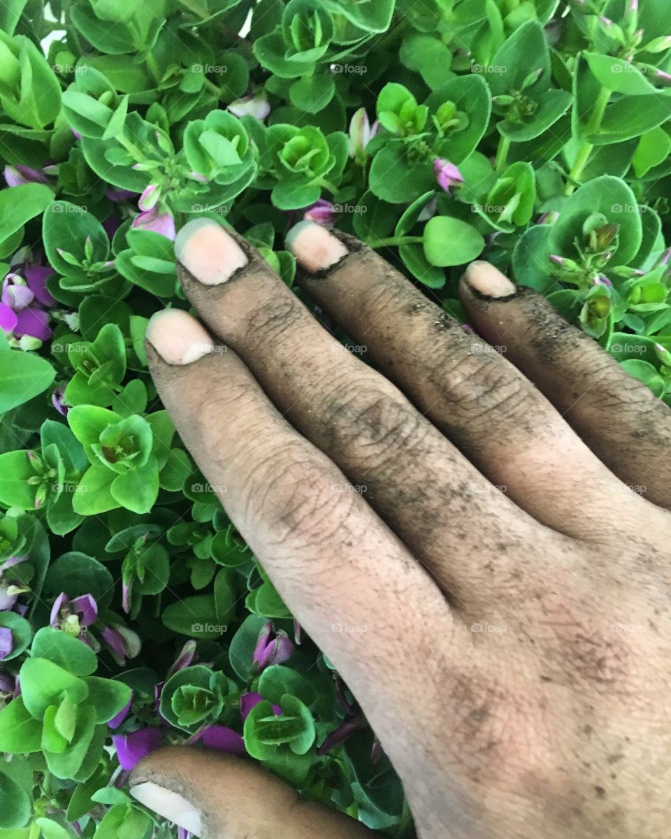 Hand covered in dirt places over a green shrub