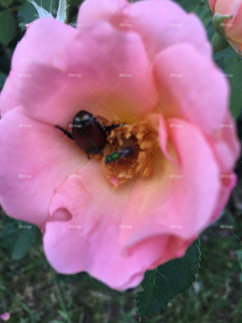 Looks like bugs are starting to chew on my roses oh no! They make for good pics. 