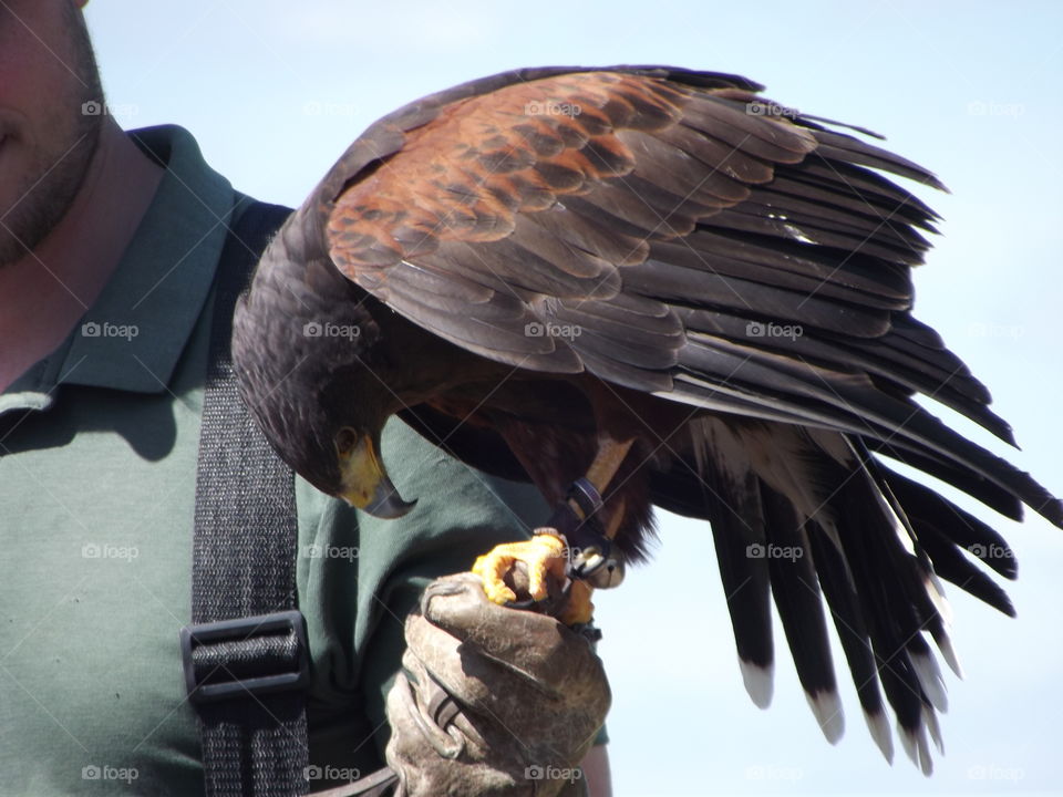 Hawk On A Glove