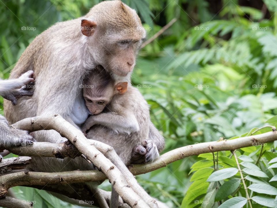 Wildlife monkey and baby