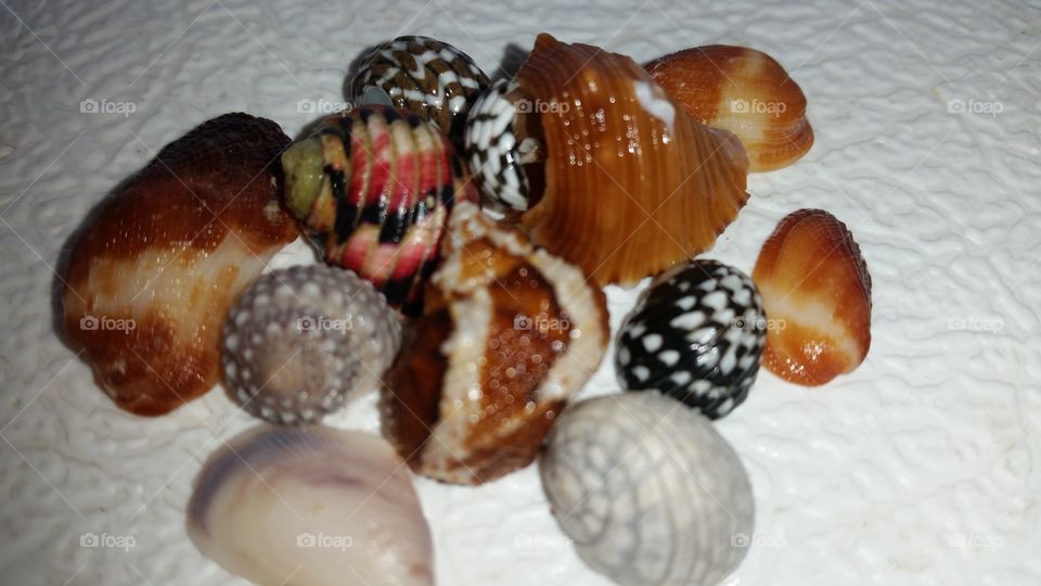 shells of the Dominican Republic
