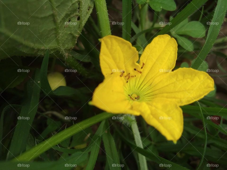 yellow flower seasonal fresh shurb small size looks very beautiful generally found everywhere