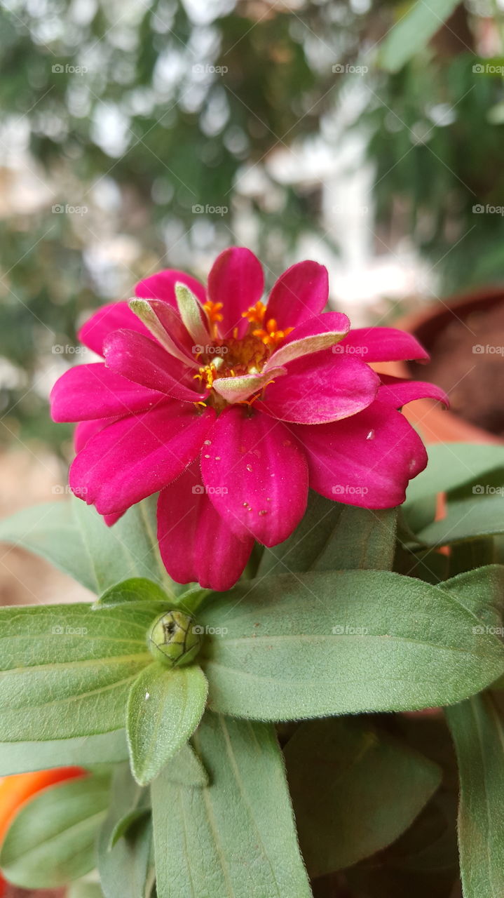 #rk #floral #flora #pink #pinkflower #flower #love #nature #bud #bright #blooming #fairweather #lovesymbol #shrub #botanical #outdoor #closeup
